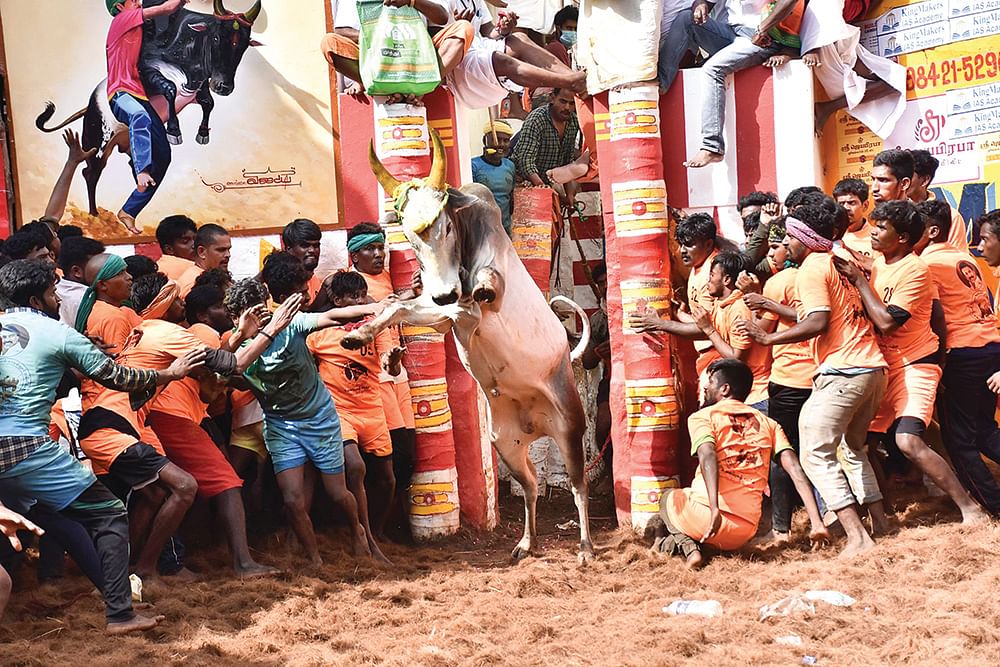 வாடிவாசல் திறக்குது!