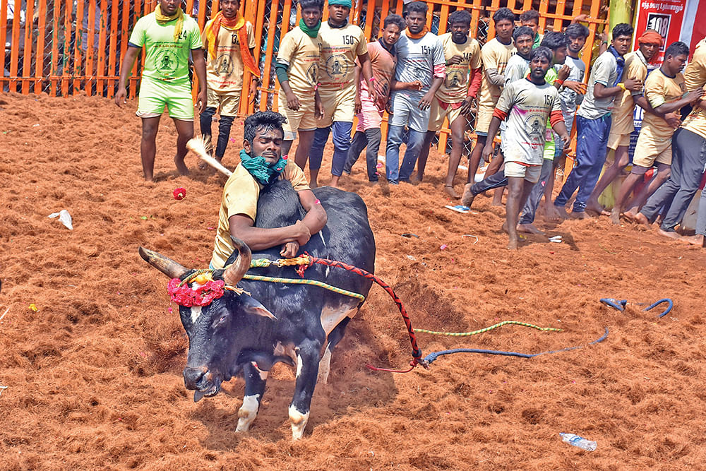 மாட்டுக்காரங்க என்னை அடிச்சாங்க... அசிங்கமா திட்டுனாங்க! - ஜல்லிக்கட்டு வீரர் வேதனை