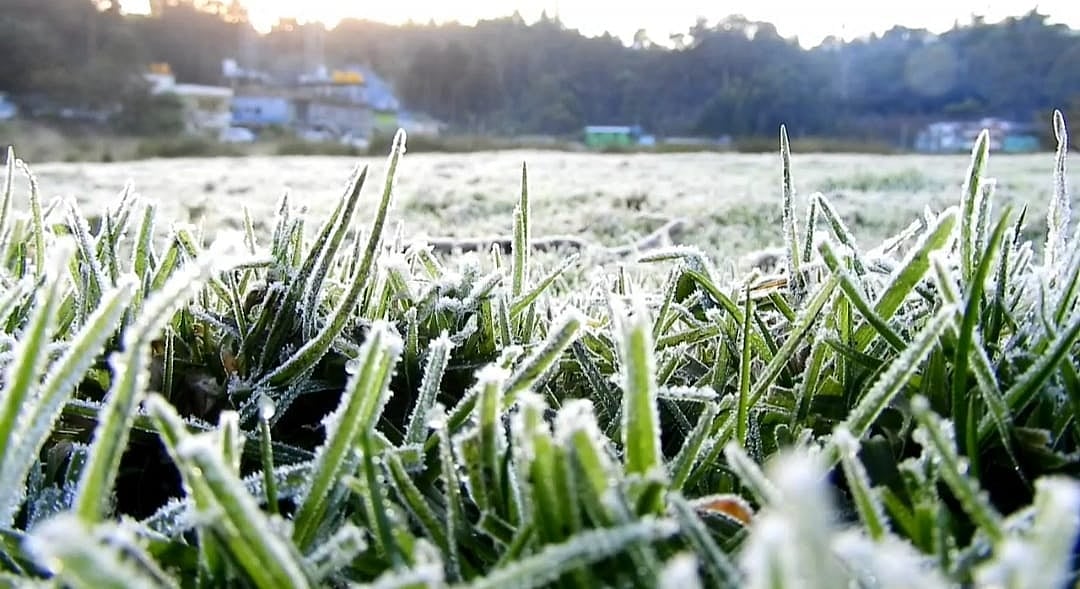கொடைக்கானல், மூணாற்றில் உருக்கும் உறைபனி - தொடர் விடுமுறையால் குவியும் சுற்றுலாப் பயணிகள்!