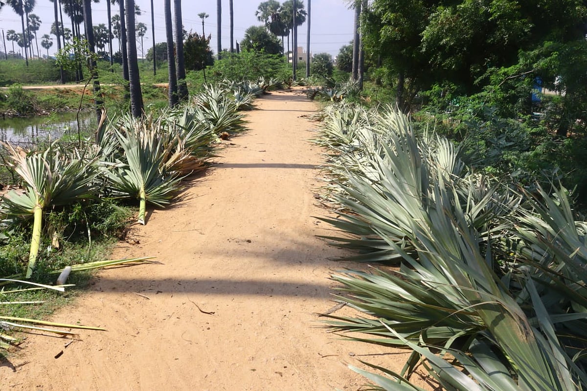 தூத்துக்குடி: பொங்கல் விற்பனைக்கு தயாரான பனை ஓலைகள்; மகிழ்ச்சியில் பனைத் தொழிலாளர்கள்!