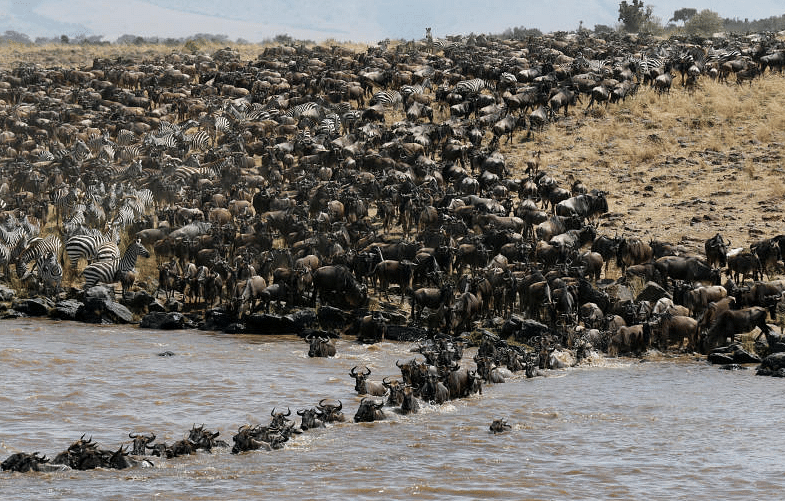 காட்டு மாடுகளின் (WILDEBEEST) நீண்ட பேரணி