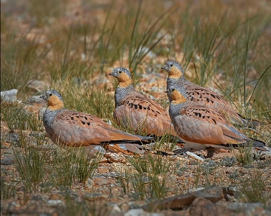 மணற்கூரை பறவை (Sandgrouses)