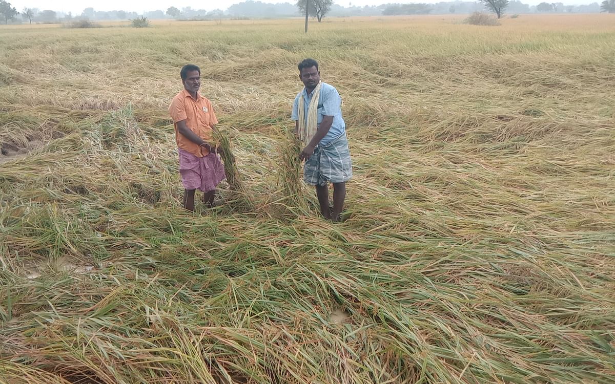 ``ஈரப்பதம் அதிகமானால் நெல் கொள்முதல் செய்ய மாட்டாங்க!" - தொடர்மழையால் கலங்கும் தஞ்சை விவசாயிகள்