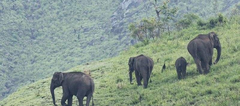 வன விலங்கு - யானை