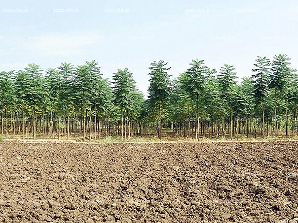 மரம் வளர்த்தால் பணம் விளையும்! - புதிய தொடர் - 01