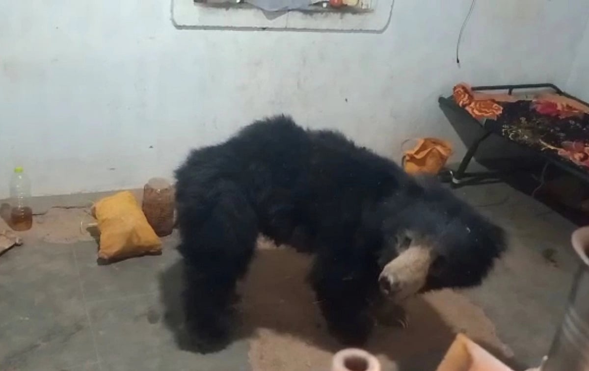 வீட்டுக்குள் புகுந்த கரடி; 
8 மணிநேரம் போராடி பிடித்த வனத்துறை! நடந்தது என்ன?