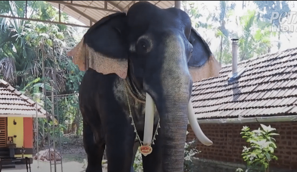 எந்திரன் யானை