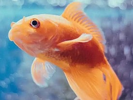 வாடகை வீட்டில் மீன் வளர்க்க 12,000 ரூபாய் கட்டணம் வசூலித்த உரிமையாளர்... வைரலாகும் பதிவு!  