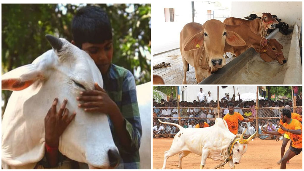 பசு அணைப்பு தினம்