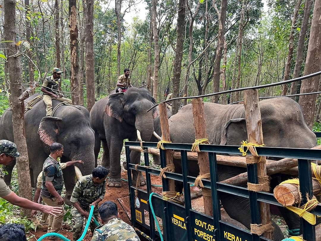 Honey Bee: யானைகளை விரட்ட ஆப்பிரிக்கா பாணியில் தேனீ வளர்க்கும் கேரள அரசு!