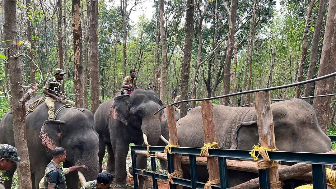கேரளாவில் ஊருக்குள் நுழைந்ததால் பிடிக்கப்பட்ட யானை
