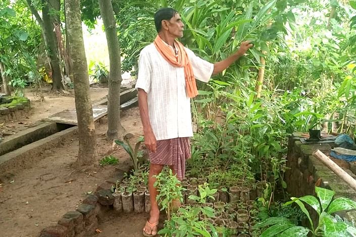 படயாத் சாகு | மூலிகை சாகுபடி