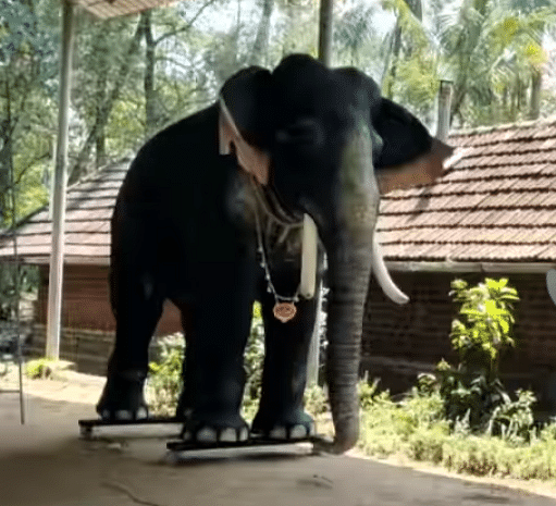 எந்திரன் யானை