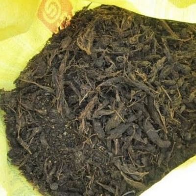 கஞ்சா