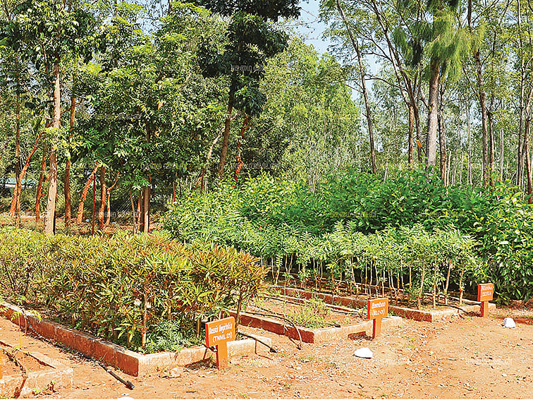 மரம் வளர்த்தால்... பணம் விளையும்... அனுபவமும் ஆய்வும் கைகோக்கும் தொடர் - 02