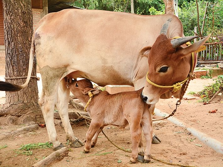 மனிதர்களுக்கு மட்டும்தான் ஓய்வா? ஜார்க்கண்டில் ஞாயிற்றுக்கிழமைகளில் மாடுகளுக்கு `வீக் ஆஃப்!'