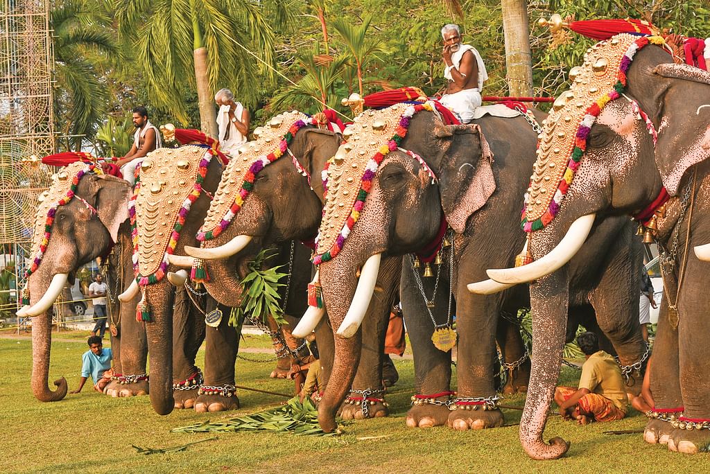 யானைகள் பந்தயம்