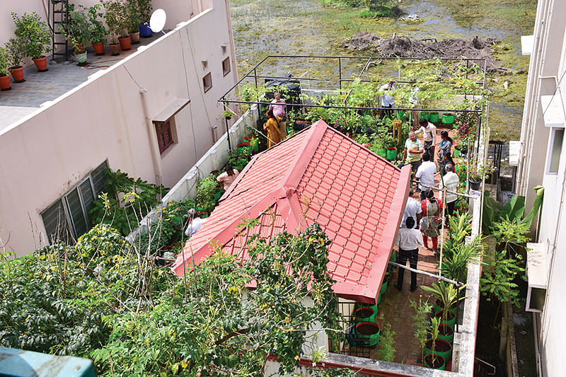 பறவைப் பார்வையில் மாடித்தோட்டம்