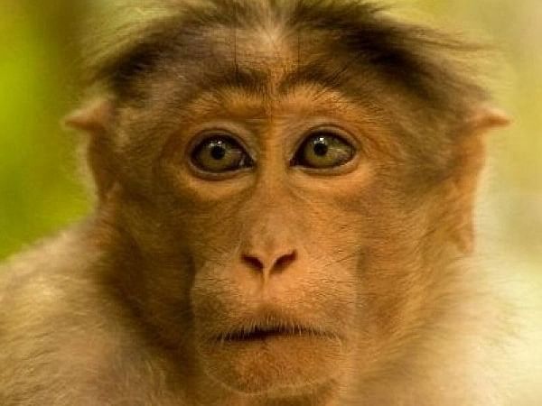 இந்தியாவிலிருந்து பாகிஸ்தானுக்குள் நுழைந்த குரங்கு; போராடிப் பிடித்த அதிகாரிகள்- அடுத்து நடந்ததென்ன?