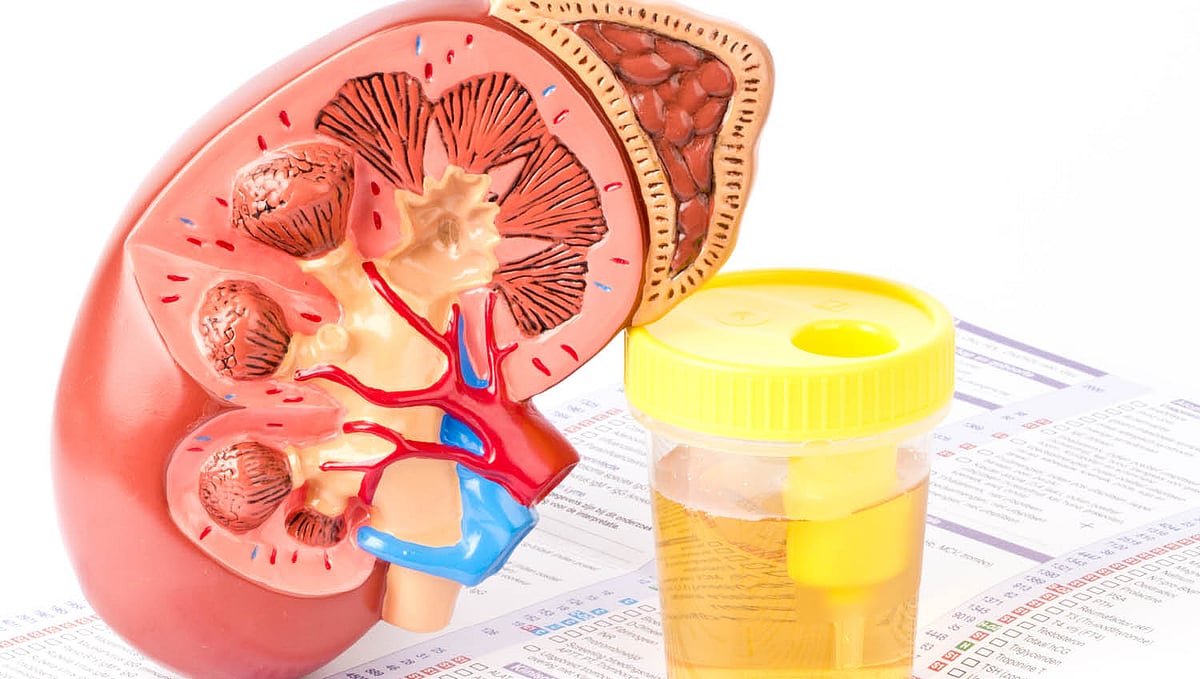 சிறுநீரகம்