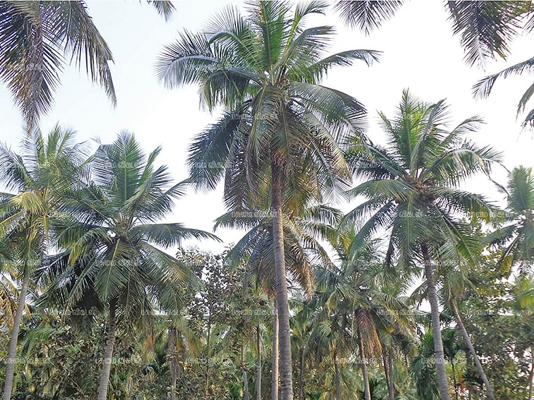 தரம், சுவை, அதிக காய்ப்பு...
அரசம்பட்டி நாட்டுரகத் தென்னை
கிருஷ்ணகிரியின் அடையாளம்!