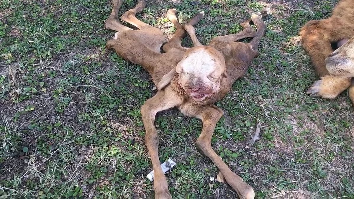 1 தலை, 2 உடல்கள், 4 காதுகள், 8 கால்கள்... விநோதமாக பிறந்த ஆட்டுக்குட்டி..! காரணம் இதுதான்!