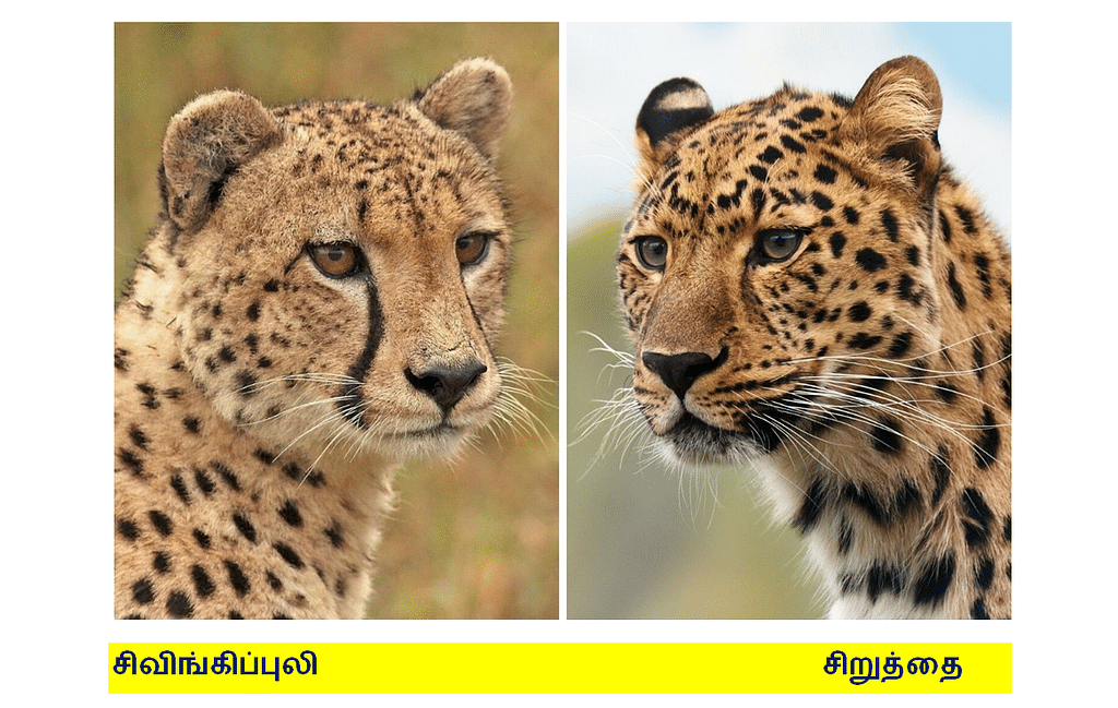 1. சிவிங்கிப்புலி, 2.சிறுத்தை