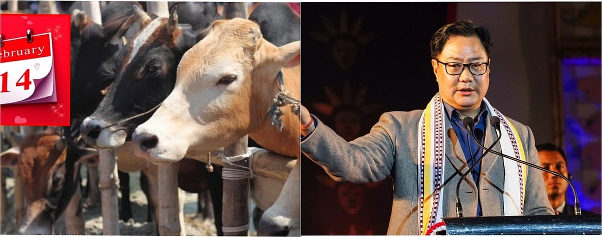 ``cow hug day; சட்டத்துறை அமைச்சர் கிரண் ரிஜிஜு பசுவை கட்டிப்பிடிப்பாரா..!?