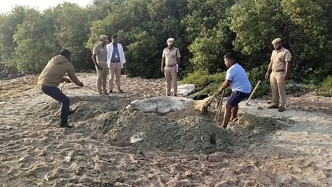 தூத்துக்குடி: அழுகிய நிலையில் கரை ஒதுங்கிய அரிய வகை கடல்பசு; மீட்ட வன அலுவலர்கள்!