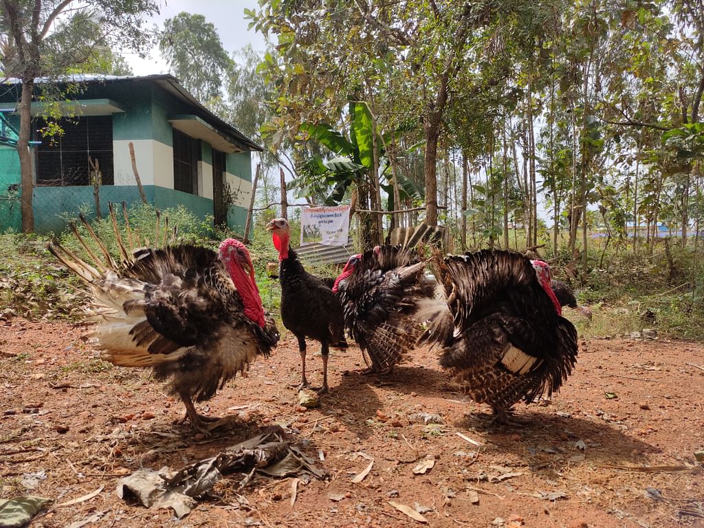 வளம் மீட்பு பூங்கா, வல்லம் பேரூராட்சி