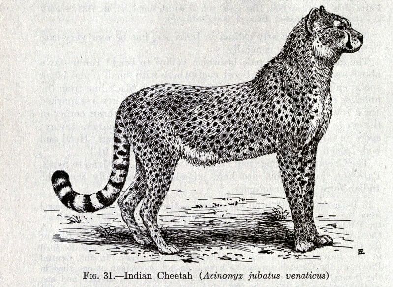 இந்திய சிவிங்கிப்புலி