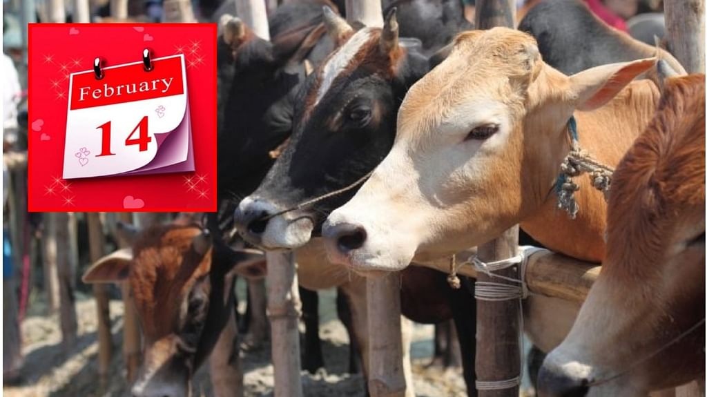 பிப்ரவரி 14 - பசு - Cow Hug Day