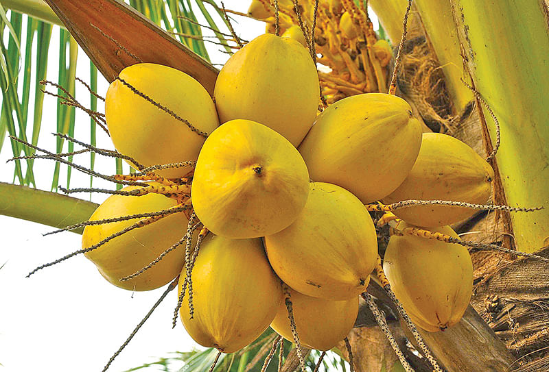 இளநீர் ரகம்