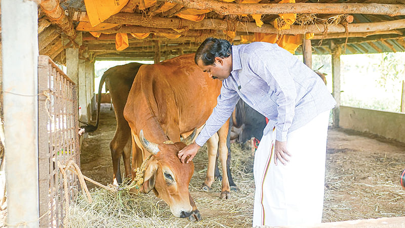மாடுகளை கனிவோடு பார்த்துக்கணும்