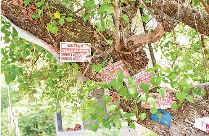 மரத்தில் ஆணி அடித்தால் மரம் பட்டுப்போகும்; எப்படி தெரியுமா?