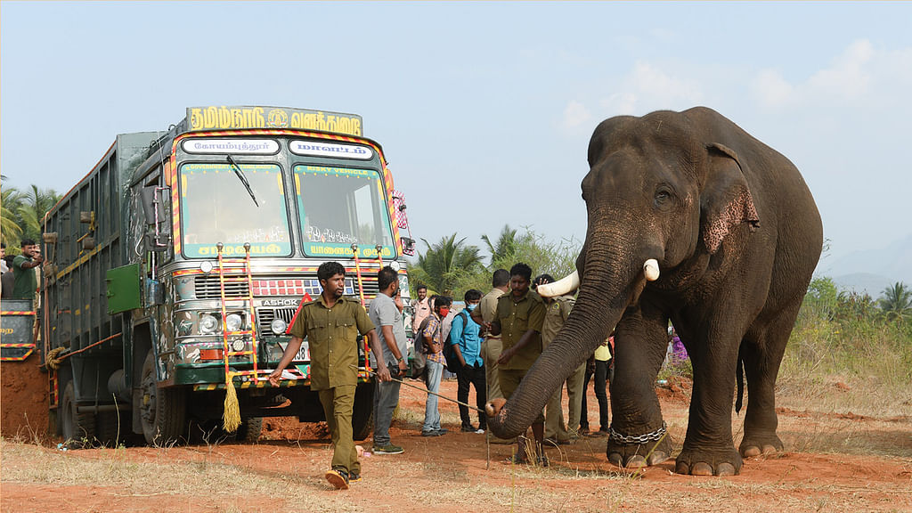 கலீம் யானை