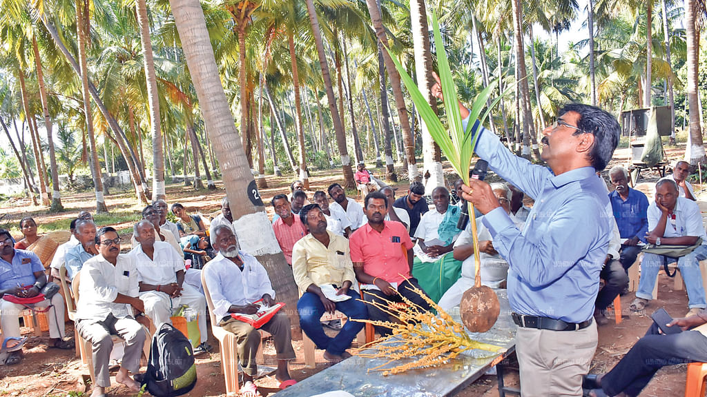 தென்னங்கன்றை காட்டி பயிற்சியளிக்கும் செந்தூர்குமரன்