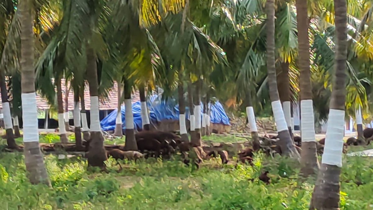 நாமக்கல்: வளர்ப்பு பன்றிகளுக்கு `ஆப்பிரிக்க பன்றிக்காய்ச்சல்' - குழி தோண்டி புதைக்க உத்தரவு!