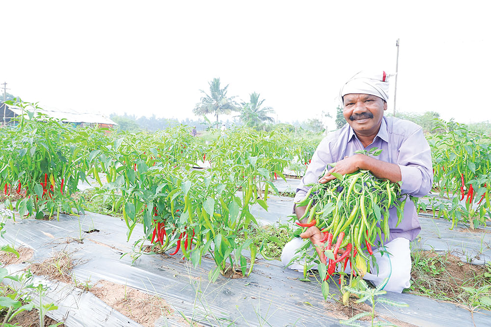 மிளகாய்த் தோட்டத்தில் ரவிச்சந்திரன்