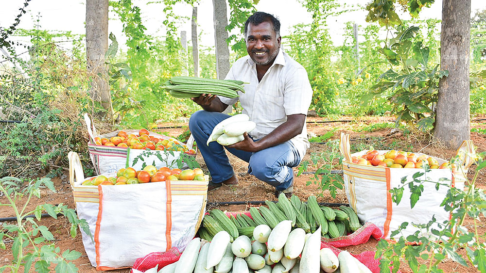 அறுவடையான புடலை, பீர்க்கன், தக்காளியுடன் கணேசன்