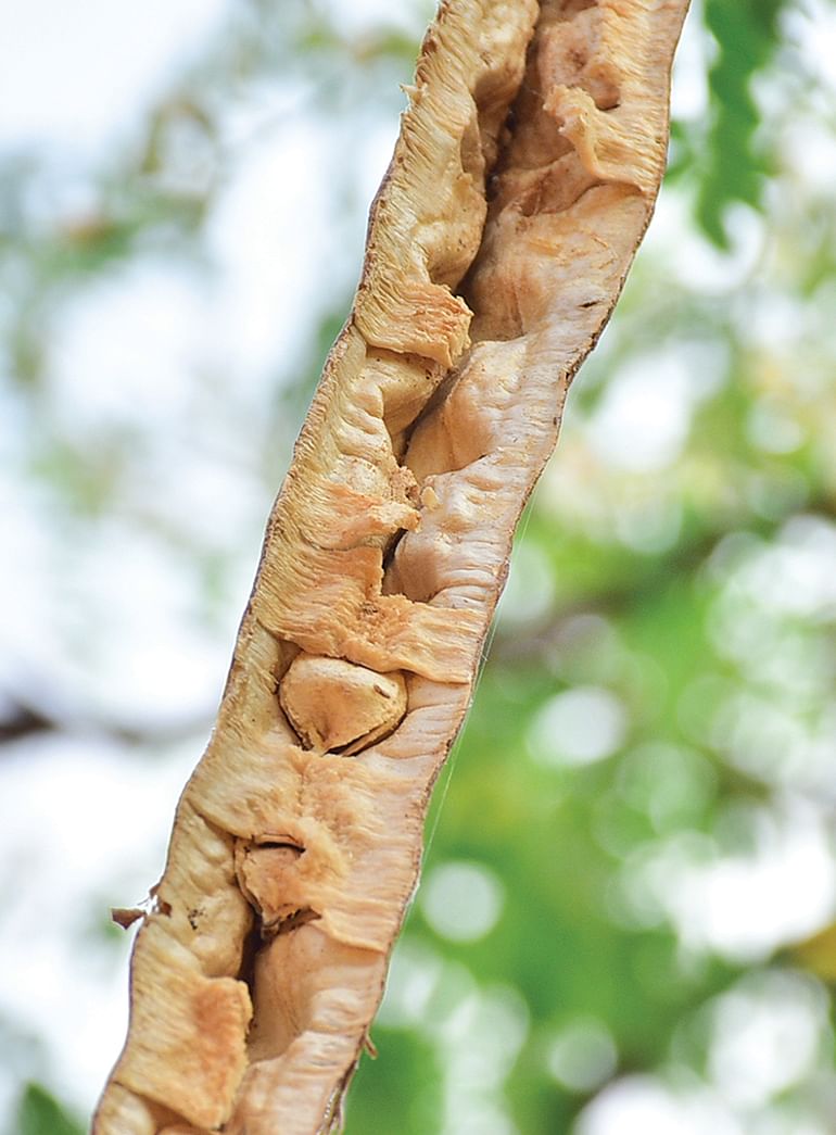 முருங்கை விதை