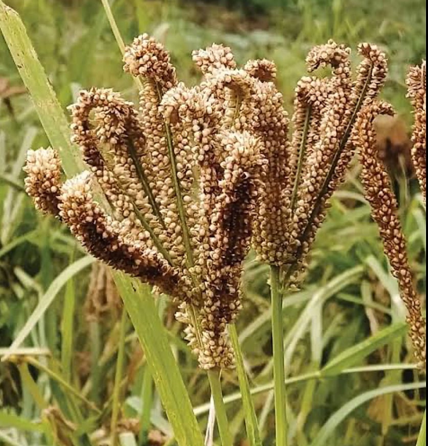 `ரேஷன் கடைகளில் கேழ்வரகு விநியோகம்’ - மத்திய அரசிடம் உதவி கேட்கும் தமிழகம்!