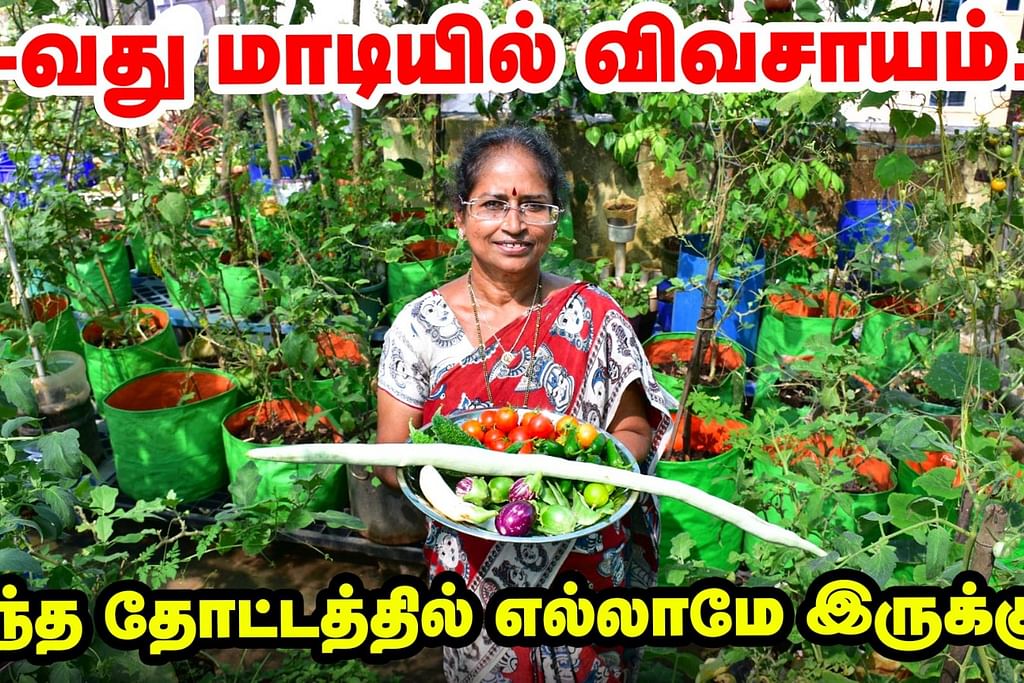 மாடித்தோட்டம்