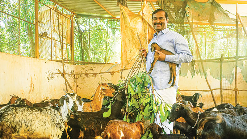 ஆடுகளோடு இருப்பதே அலாதி சுகம்