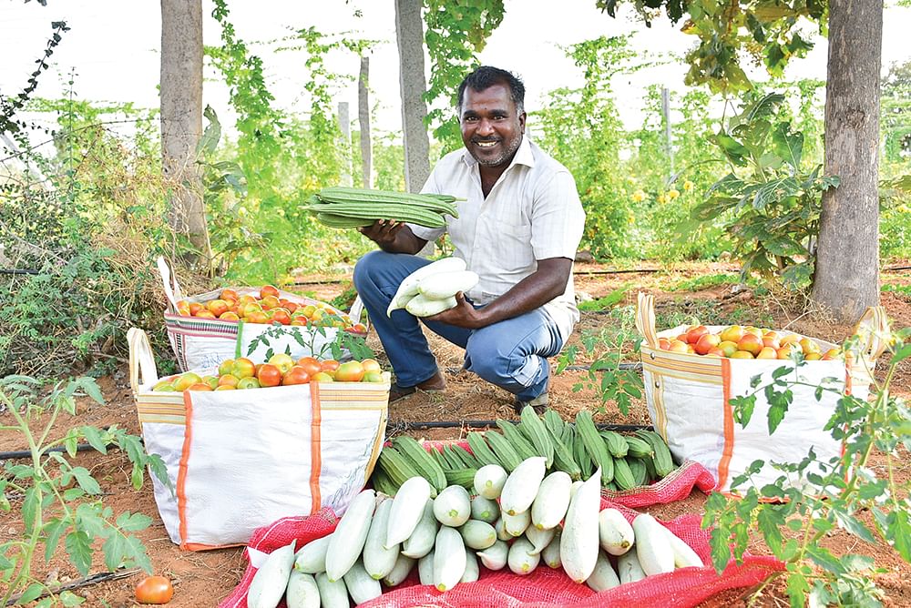 அறுவடையான புடலை, பீர்க்கன், தக்காளியுடன்  கணேசன்