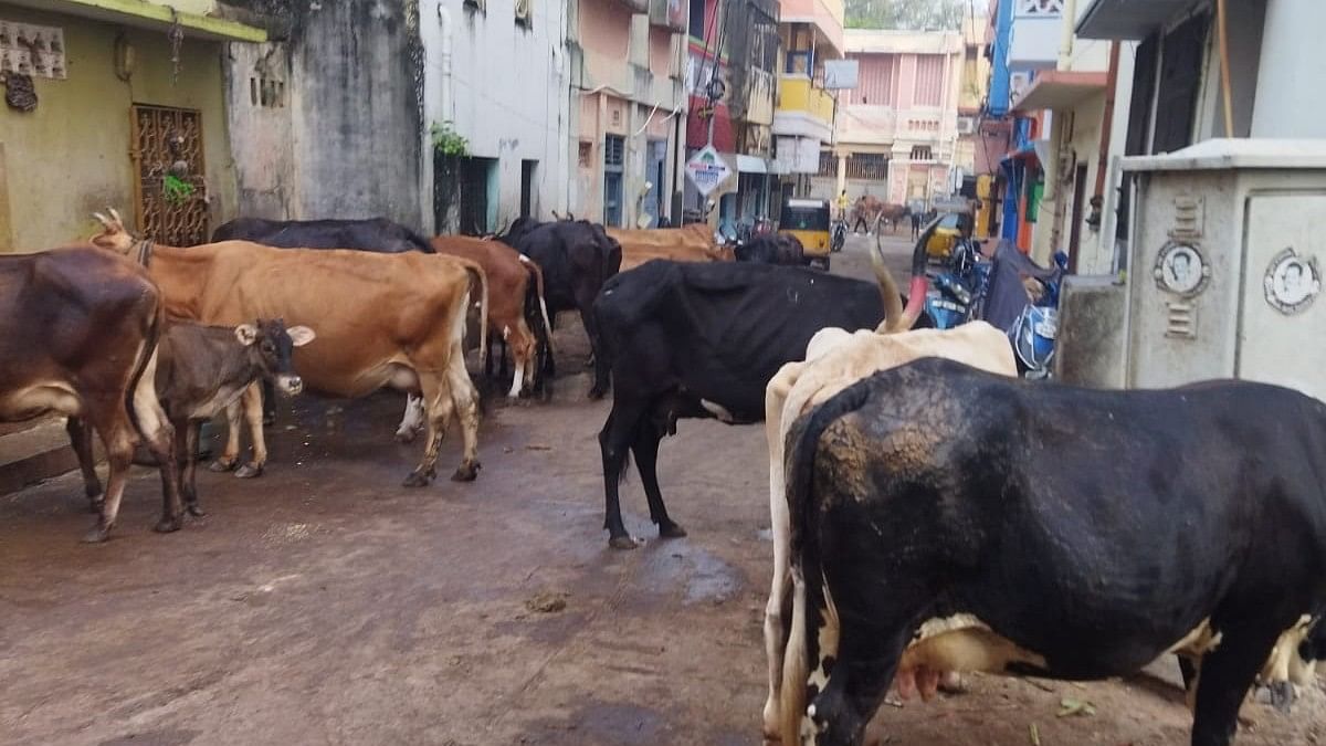 சாலையில் நிற்கும் மாடுகள் 