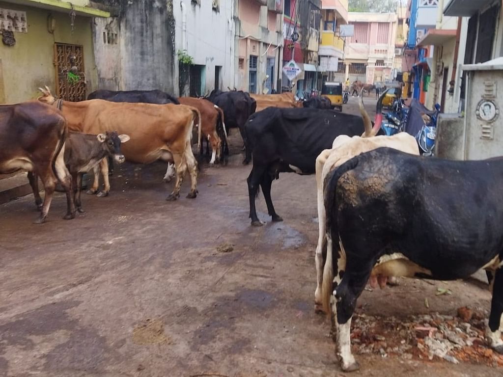 சாலையில் நிற்கும் மாடுகள்