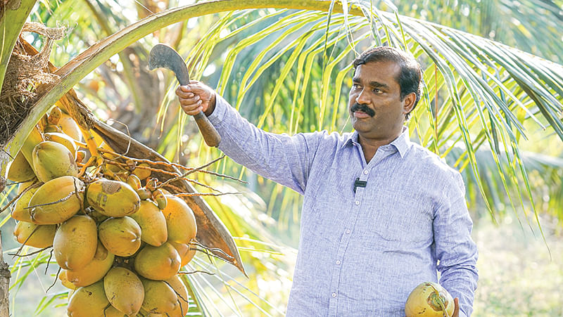கைக்கு எட்டும் தென்னை மரம்