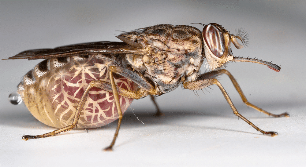 செட்ஸி பூச்சிகள் (TESTSE FLY)
