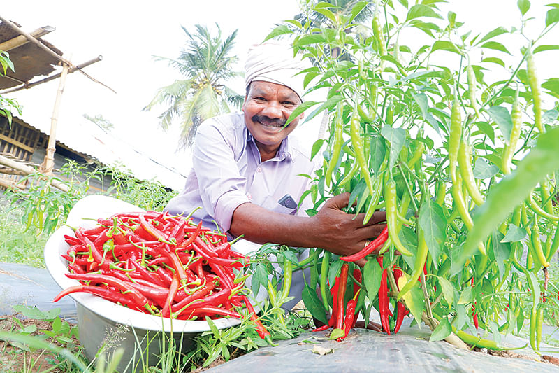 மிளகாய்த் தோட்டத்தில் ரவிச்சந்திரன்